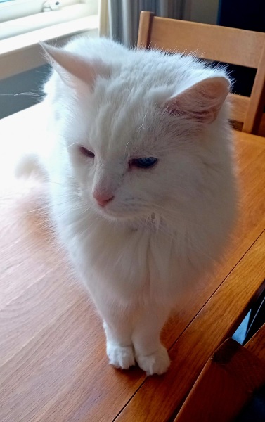Here is the worlds most beautiful cat