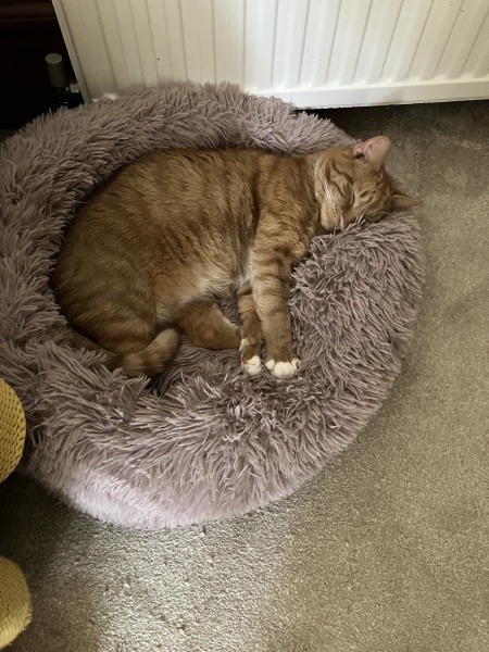 Here is the worlds most beautiful cat