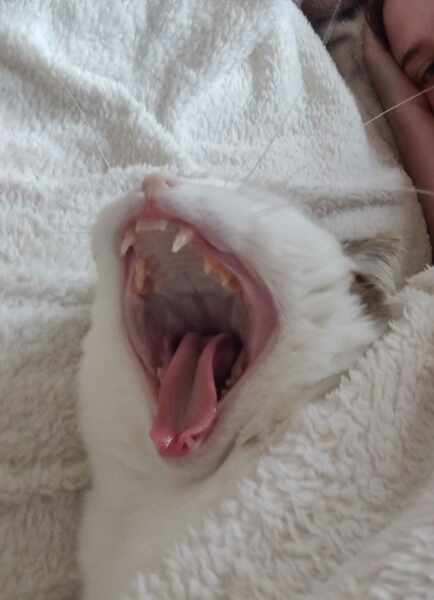 Show me the most unhinged looking photo you have of your cat