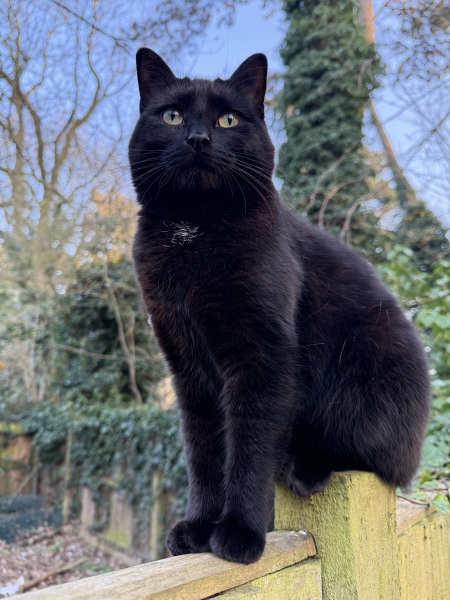 Husband wants a cat/cats I've never owned one before