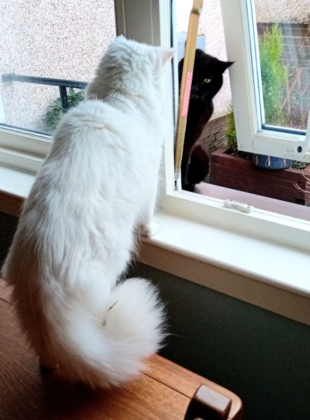 Lap dances, strippers and punch-ups - the Excellent Cats arrange a stag party