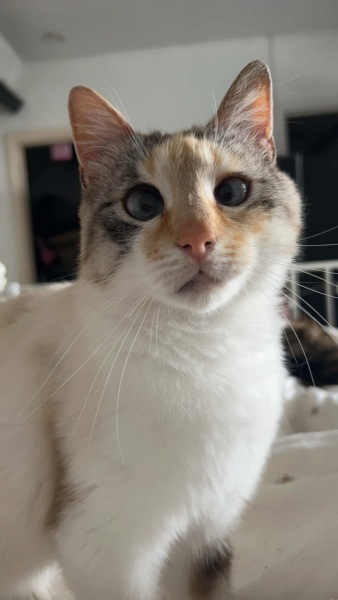 I hate my cat. I did not sign up for this