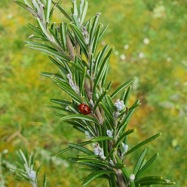 Can I cut my rosemary in half?