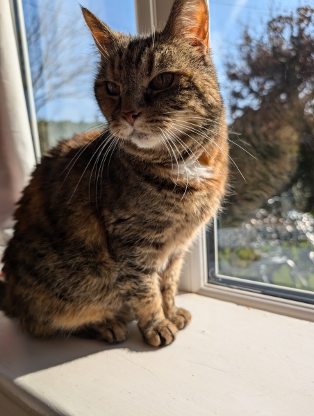 Hymns in Minor Keys & the Russian Easter Overture - the Excellent Cats ignore Culture.....