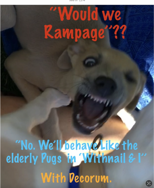 Advice needed on littermates