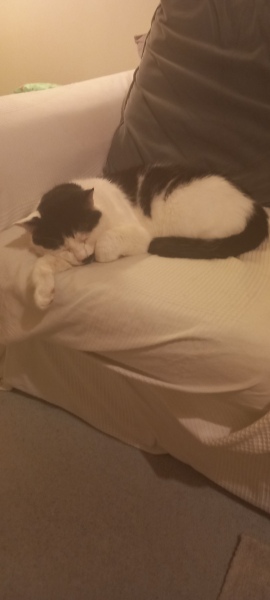 Lap dances, strippers and punch-ups - the Excellent Cats arrange a stag party