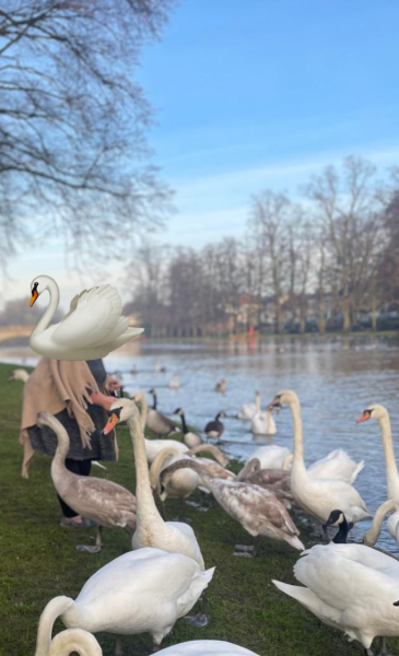 Are Swans being unreasonable?