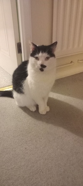 Lap dances, strippers and punch-ups - the Excellent Cats arrange a stag party