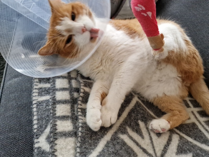 Lap dances, strippers and punch-ups - the Excellent Cats arrange a stag party