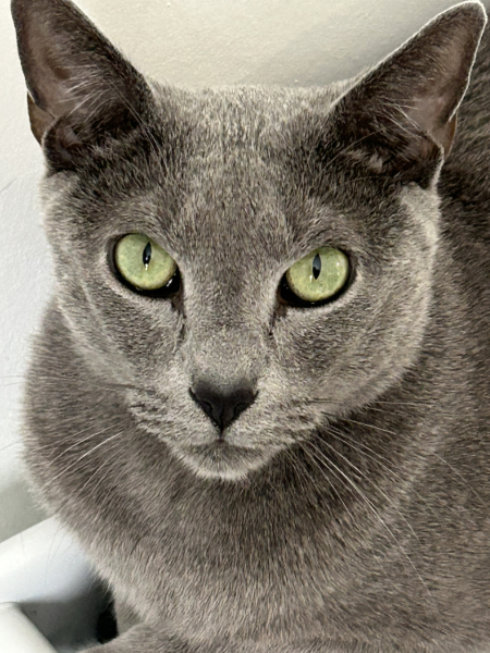 Here is the worlds most beautiful cat
