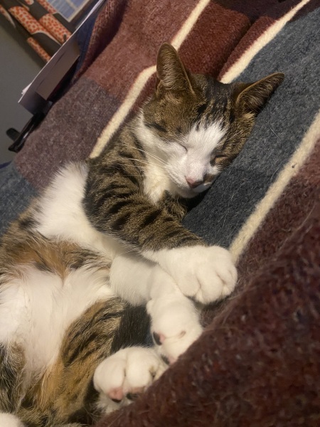 Does anyone else have a cat that stays out for hours?