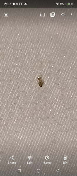 Does this look like a bedbug?