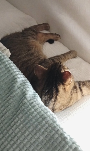 Hymns in Minor Keys & the Russian Easter Overture - the Excellent Cats ignore Culture.....