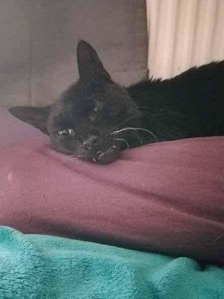 Lap dances, strippers and punch-ups - the Excellent Cats arrange a stag party