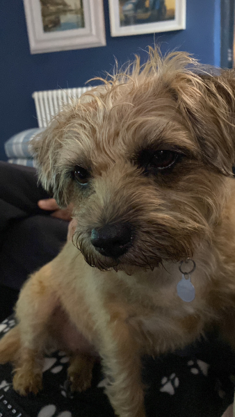 Thread 19 Starmer - A Coalition of the Willing