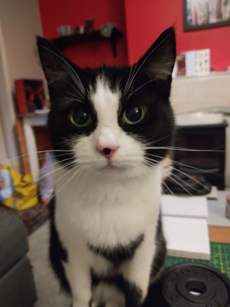 Here is the worlds most beautiful cat