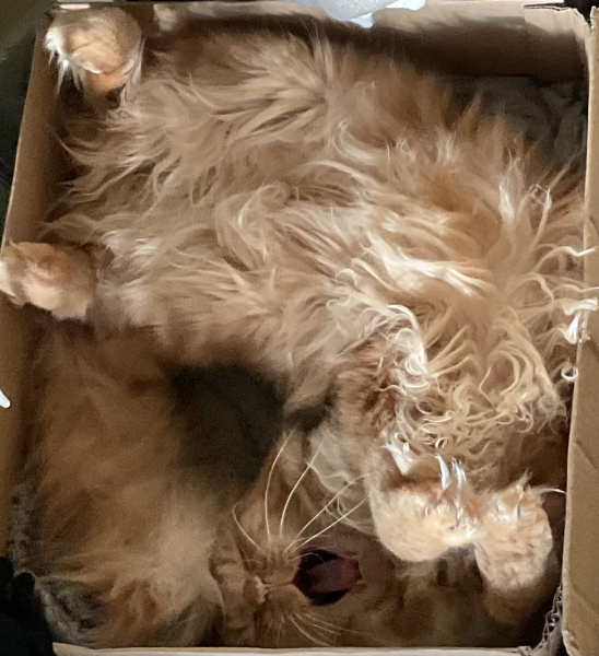 Here is the worlds most beautiful cat