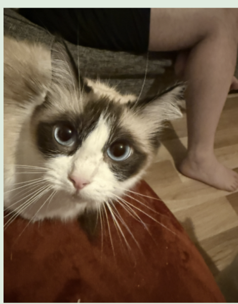 How do you know when cats are finished having kittens?