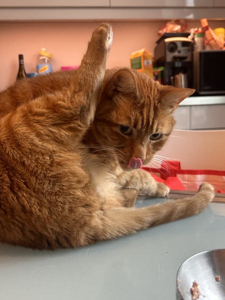 Here is the worlds most beautiful cat