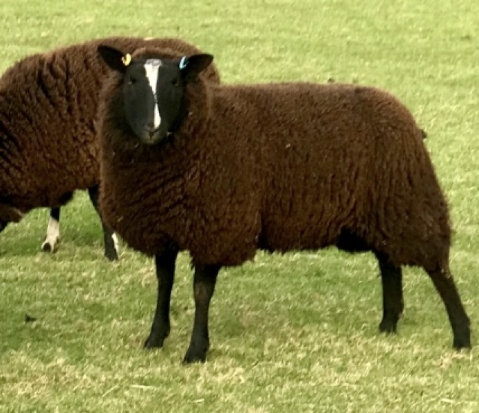 The Bluestocking - where Spring has sprung and the grass is riz.