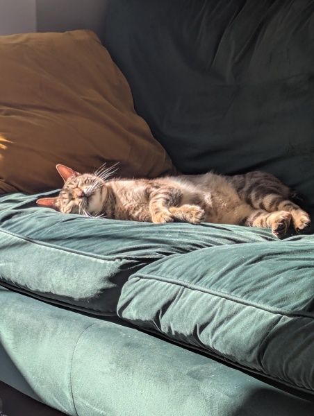 Here is the worlds most beautiful cat