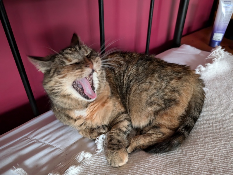 Lap dances, strippers and punch-ups - the Excellent Cats arrange a stag party