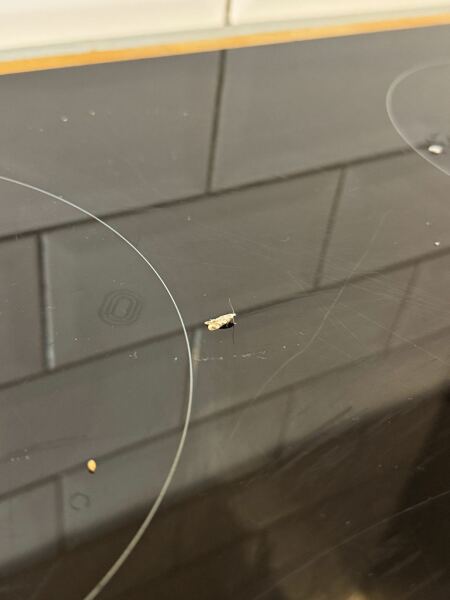 Help identifying moths appearing in home