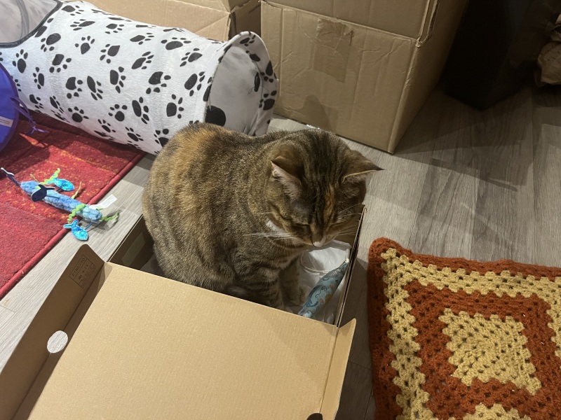 Hymns in Minor Keys & the Russian Easter Overture - the Excellent Cats ignore Culture.....