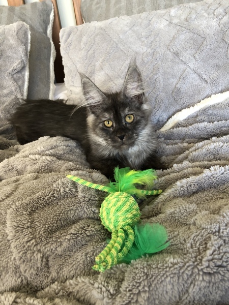 New Addition