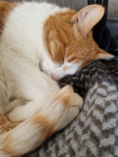 Hymns in Minor Keys & the Russian Easter Overture - the Excellent Cats ignore Culture.....