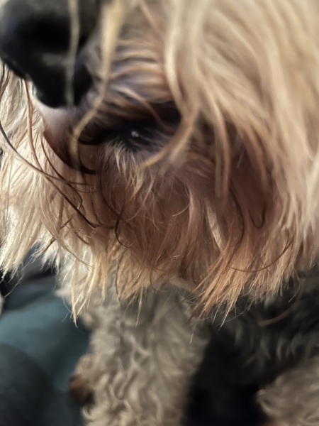 Thread 19 Starmer - A Coalition of the Willing