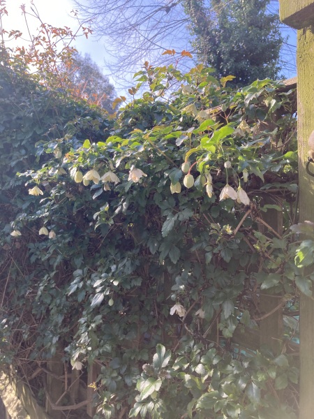 Evergreen trees or climbers for screening