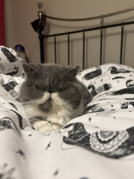 Pampered, Persian, Princess Penelope