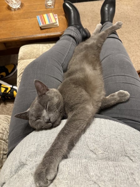 Here is the worlds most beautiful cat