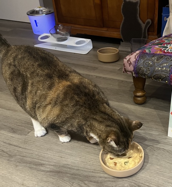 Hymns in Minor Keys & the Russian Easter Overture - the Excellent Cats ignore Culture.....