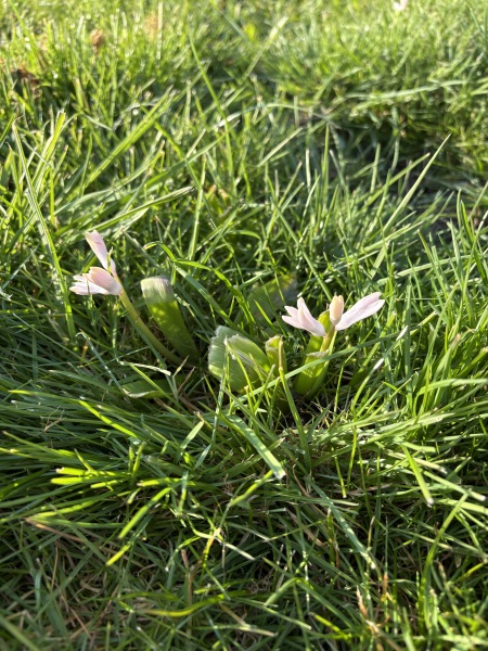 Pretty flower popped up in lawn but never seen it before