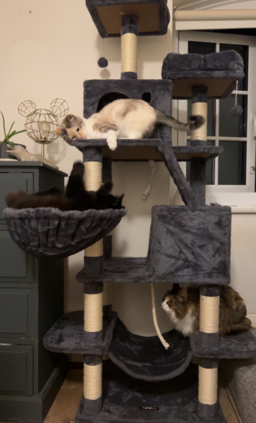 Are Cat Trees Worth It?