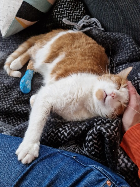 Hymns in Minor Keys & the Russian Easter Overture - the Excellent Cats ignore Culture.....