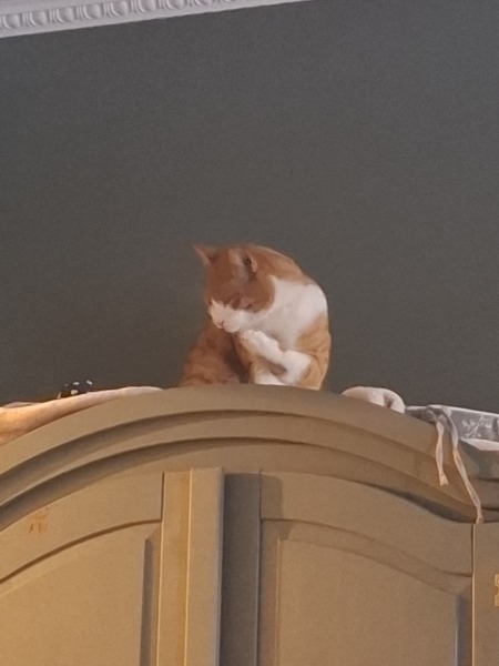 Picking up our cat that's been 'missing' for years