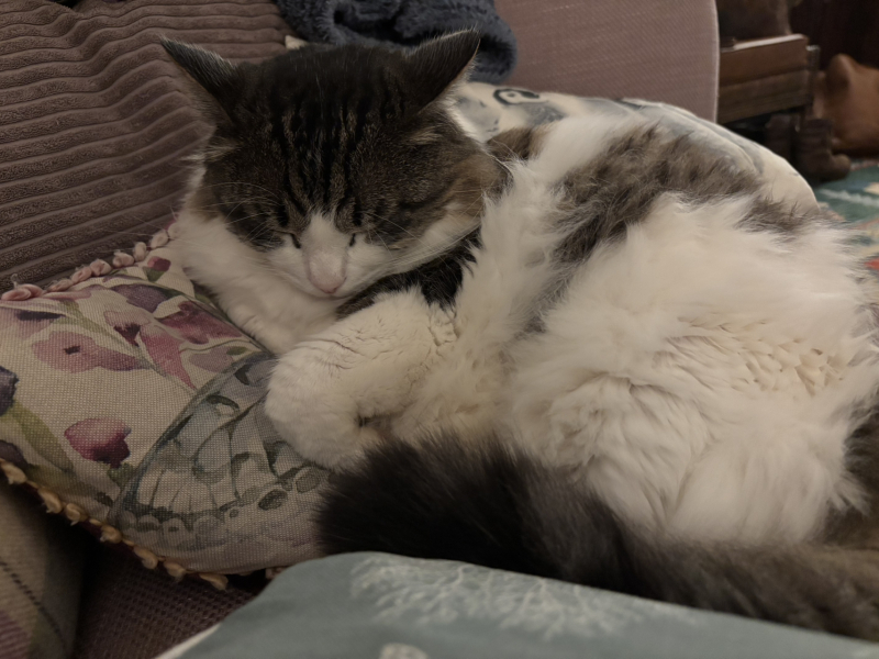 Here is the worlds most beautiful cat