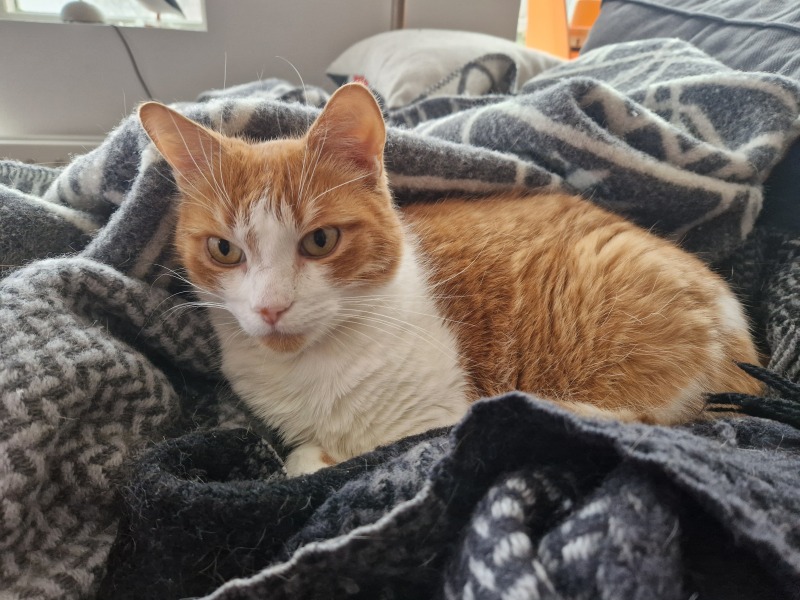 Lap dances, strippers and punch-ups - the Excellent Cats arrange a stag party