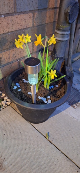 Neighbour’s kid picked my daffodils