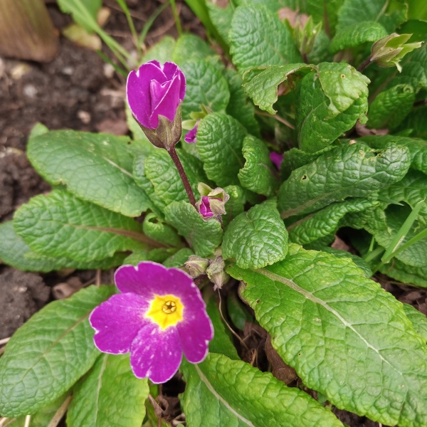 Thread 20 Starmer - Spring Statement