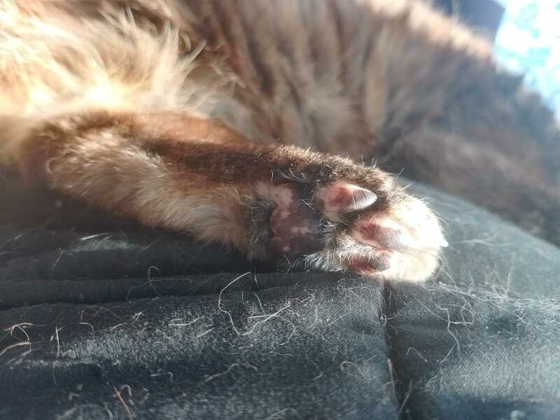 Hymns in Minor Keys & the Russian Easter Overture - the Excellent Cats ignore Culture.....