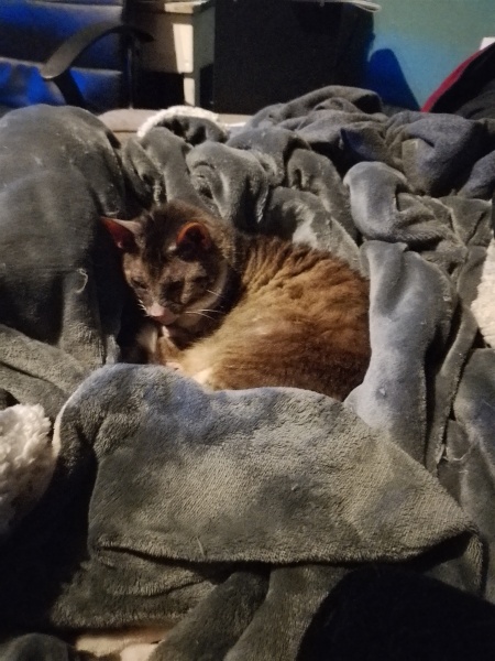 Lap dances, strippers and punch-ups - the Excellent Cats arrange a stag party