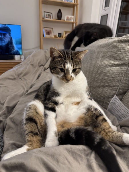 Here is the worlds most beautiful cat