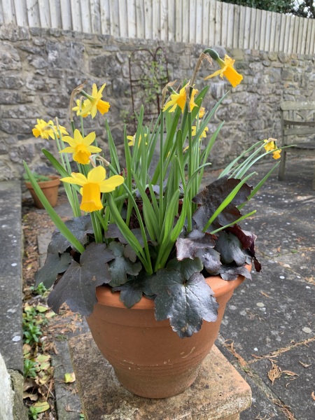 What to put in plants I won’t kill