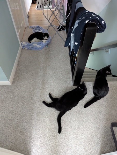Taking on three rescue cats!