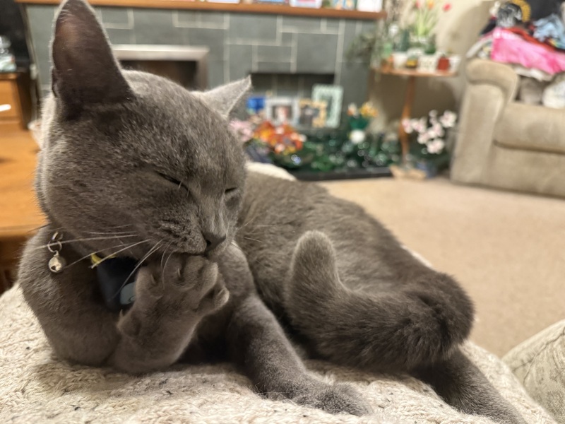 Does anyone else have a cat that stays out for hours?