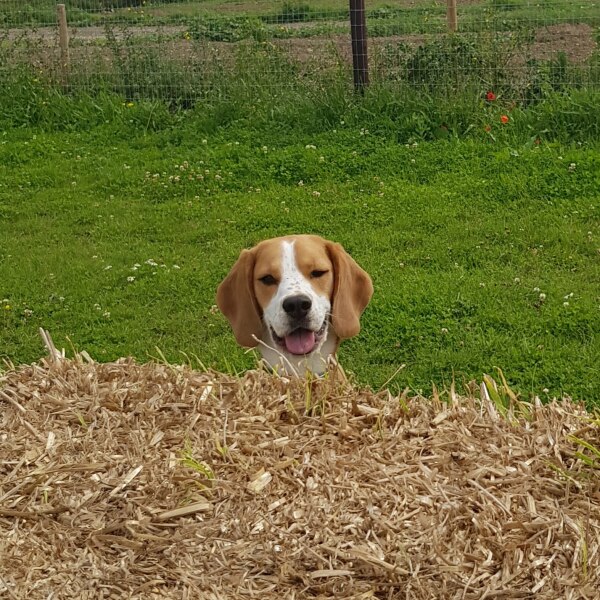 This bloody dog will kill me one day